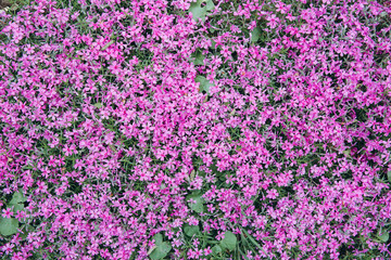 Spring small purple violet flowers in botanical garden, top view