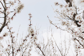 Beautiful peach flowers close up - as background
