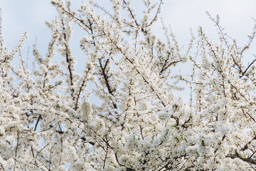 Beautiful white blossom in spring time over blue sky with copy space
