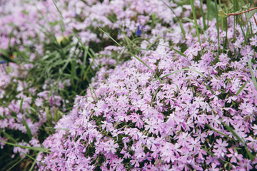 Obraz premium Spring purple violet flowers in nature