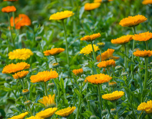 Yellow pot marigold flower garden