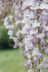 Obraz premium The tree of wisteria featuring flowers white. The botanical family of acacia is fabaceae trees.