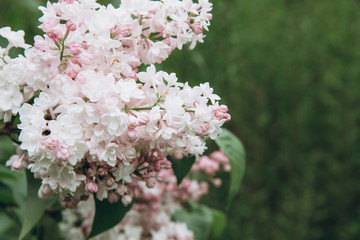 Lilac blossom in spring scene. Blooming flowers.