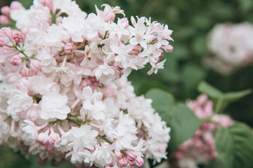 Lilac blossom in spring scene. Blooming flowers.
