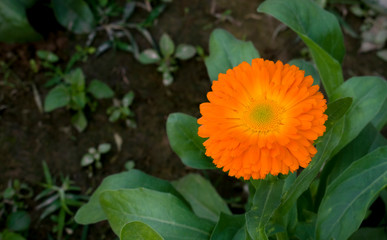 A orange pot marigold.