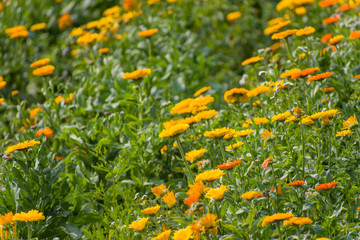 Yellow and orange pot marigold flower garden.