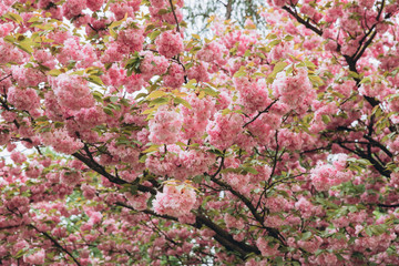 Spring Cherry blossoms in full bloom. Title header dimension image.