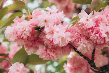 Beautiful pink cherry blossom flower at full bloom in Spring