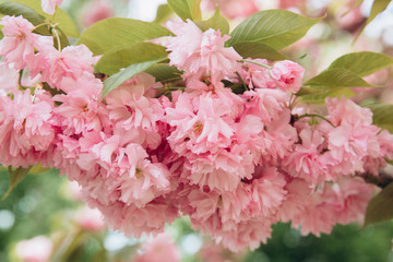 Beautiful pink cherry blossom flower at full bloom in Spring