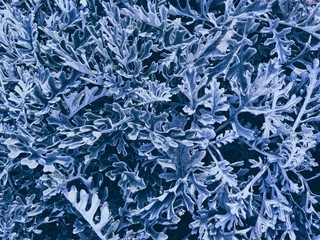 Abstract blue background. Texture of plant in hoarfrost