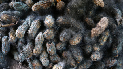 black fungi in a peanut shell