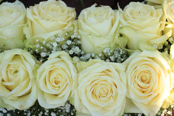 White roses and Gypsophila
