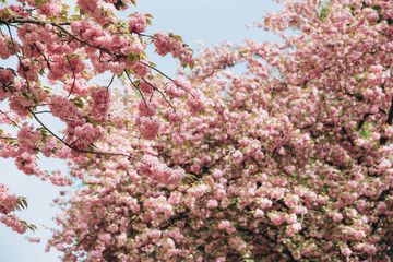 Beautiful cherry blossom sakura in spring time over blue sky.