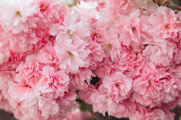 Sakura Cherry blossoms. Pink flowers cherry tree, banner