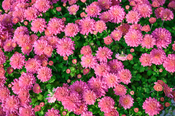 Pink Asteraceae flower blooming in garden