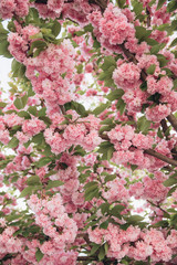 Fototapeta premium Spring Cherry blossoms in full bloom. Title header dimension image.