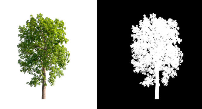 Tree on transparent picture background with clipping path, single tree with clipping path and alpha channel on black background