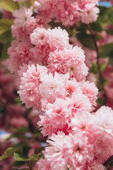 Beautiful pink cherry blossom flower at full bloom in Spring