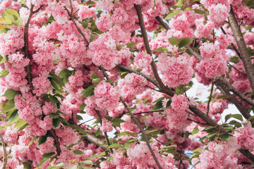 Spring Cherry blossoms in full bloom. Title header dimension image.