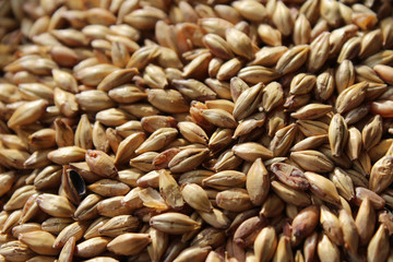 Extreme close up image of a bowl full of malted barley grains, one of the main ingredients in beer brewing. Selective focus.