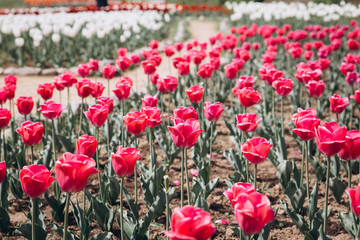 Red tulips on the garden in Spring.