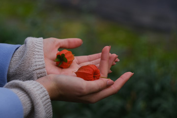 orange lanterns of physalis alkekengi among leaves