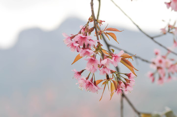 prunus cerasoides or sakura, wild himalayan cherry