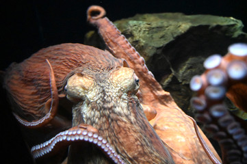 沢山の吸盤がついた足で襲いかかる怪物のような巨大ミズダコ