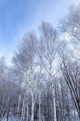美しい美瑛の樹氷　北海道