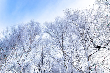 Fototapeta na wymiar 美しい美瑛の樹氷　北海道
