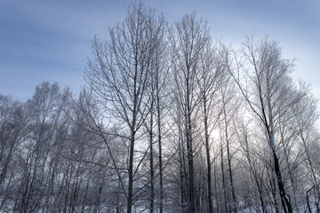 美しい美瑛の樹氷　北海道