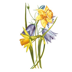Watercolor Narcissus. Wild flower set isolated on white. Botanical watercolor illustration, yellow narcissus bouquet, rustic flowers. Watercolor illustration on white background. Set of drawing floral
