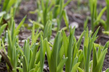 The first sprouts of flowers in spring