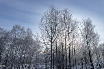 美しい美瑛の樹氷　北海道