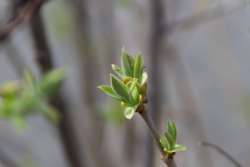 The first sprouts of flowers in spring
