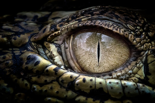 Cropped Eye Of Crocodile