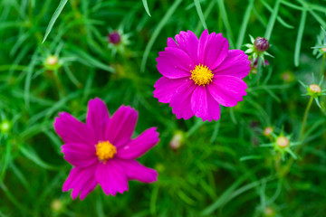 コスモス