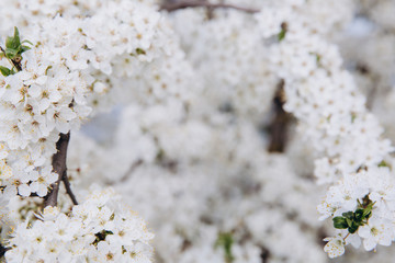 Spring seasonal background with white flowers, natural easter floral image with copy space