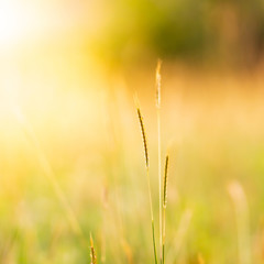 Fototapeta premium close up of grass flower in golden hour