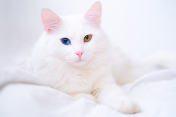 White cat with different color eyes. Turkish angora. Van kitten with blue and green eye lies on white bed. Adorable domestic pets, heterochromia.