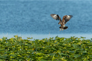 Snail Kite hunting for  Apple Snails in a Florida Marsh