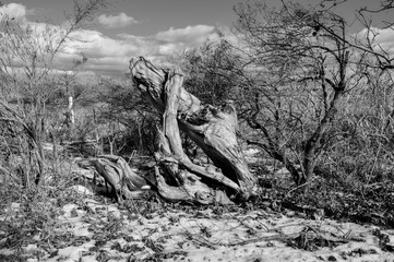 Abstract nature background with washed ashore driftwood. Wooded area with washed ashore driftwood.