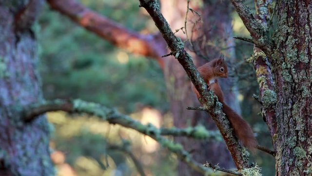 red squirrel, Sciurus vulgaris, environmental full body footage  sitting/grooming/cleaning its self on a pine tree branch during a mild winters day in Scotland.