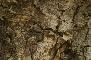 A close-up view of the old tree pocket