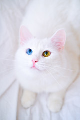 White cat with different color eyes. Turkish angora. Van kitten with blue and green eye looking up....