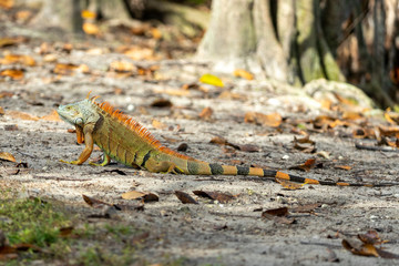 Green Iguana male on ground