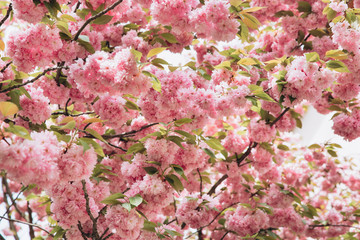 Beautiful early spring cherry blossoms in soft light. Abstract and flat lay composition.