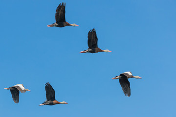 Flock of Black-bellied Whistling Ducks in A Florida Marsh	