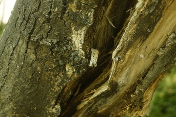 A close-up view of the old tree pocket