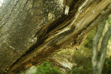 A close-up view of the old tree pocket